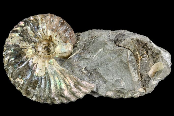 Iridescent Hoploscaphites Ammonite - South Dakota #110567